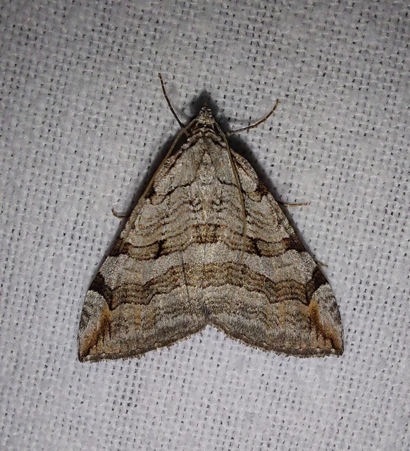 Aplocera efformata/plagiata
