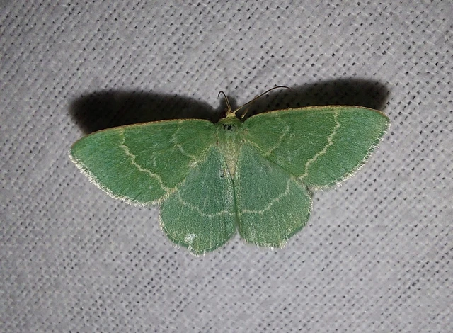 Chlorissa cloraria - sárgászöld araszoló