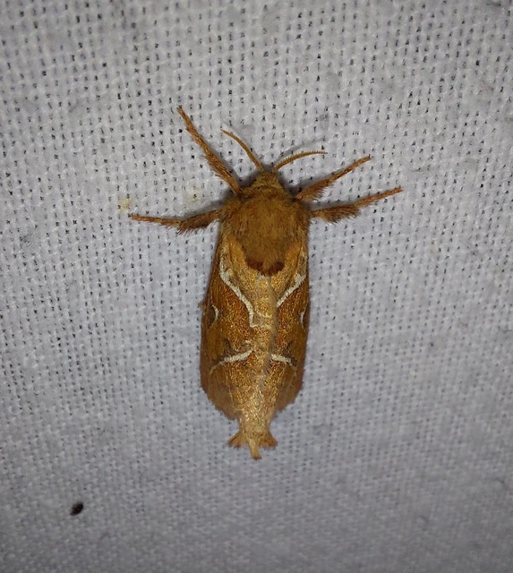 Triodia sylvina - kis gyökérrágólepke