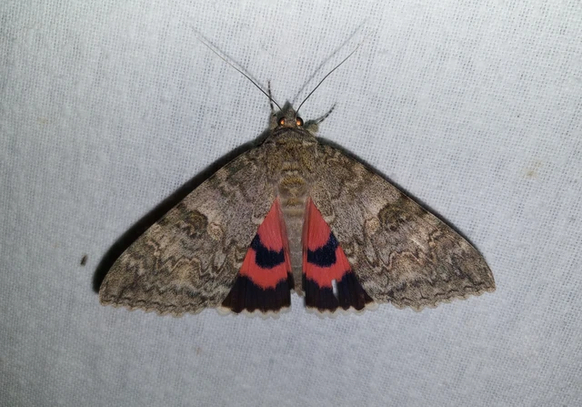 Catocala nupta - piros övesbagoly