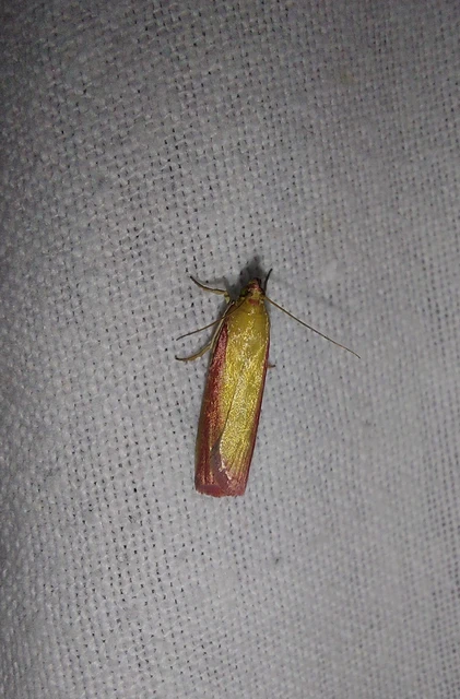Oncocera semirubella - lucernamoly