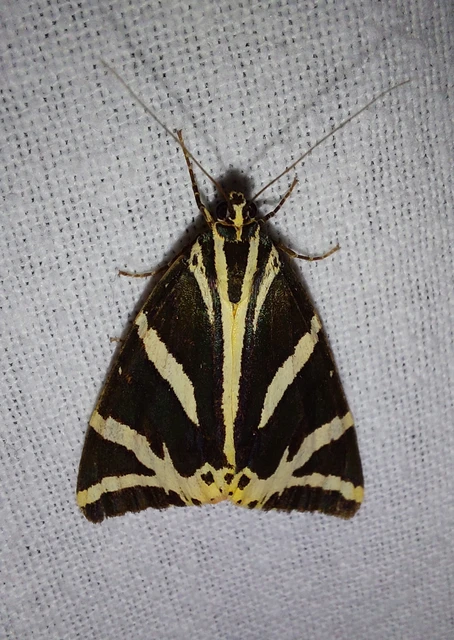 Euplagia quadripunctaria - csíkos medvelepke