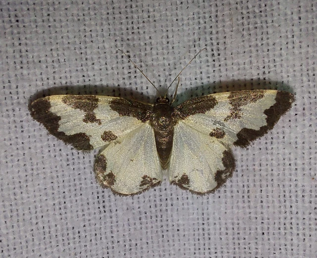 Lomaspilis marginata - szegélyes nyárfaaraszoló