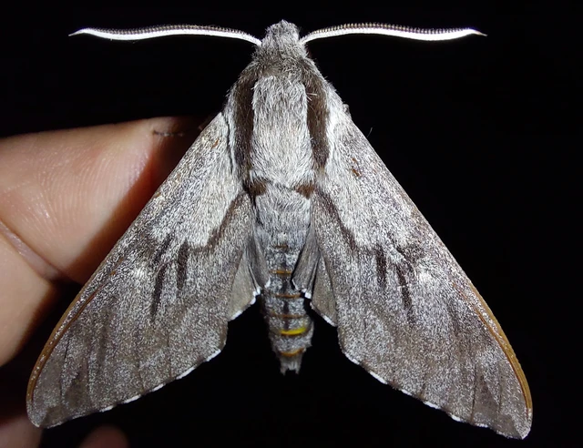 Hyloicus pinastri - fenyőszender