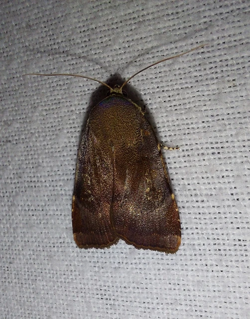 Noctua janthe/janthina
