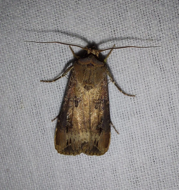 Agrotis ipsilon - nagy földibagoly