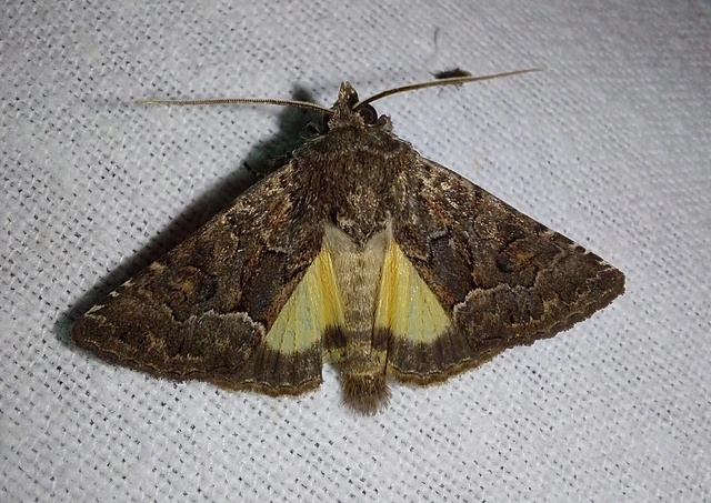 Thalpophila matura - fakó erdeibagoly