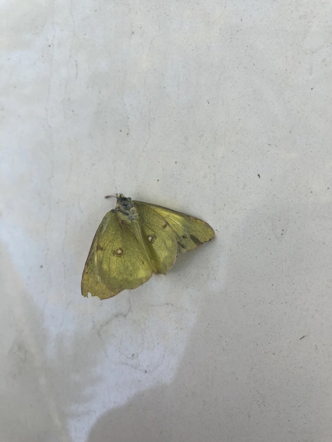 Colias erate - csángó-kéneslepke