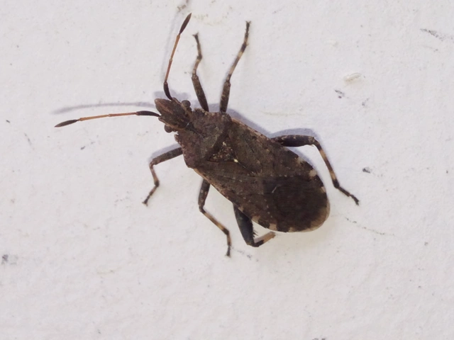 Ceraleptus gracilicornis - tüskéslábú karimáspoloska