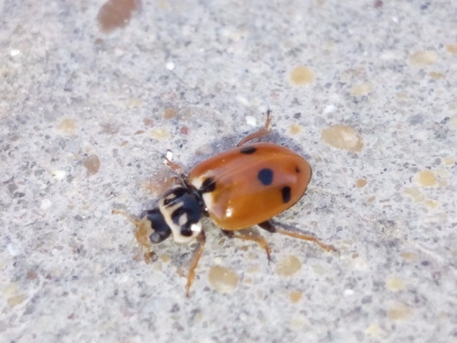 Hippodamia variegata - tizenhárompettyes katica