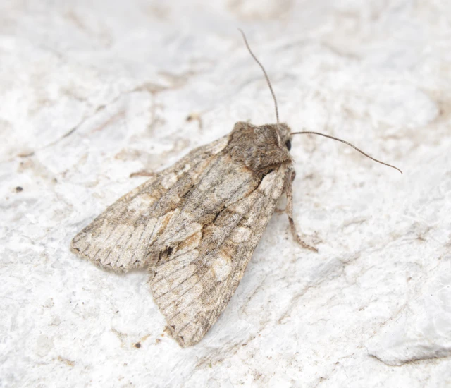 Dichonia convergens - őszi tölgybagoly