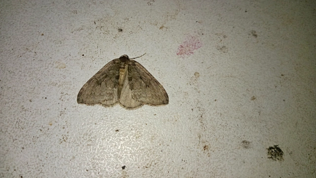 Epirrita christyi/dilutata