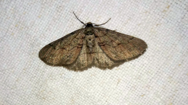 Agriopis bajaria - kökény-téliaraszoló