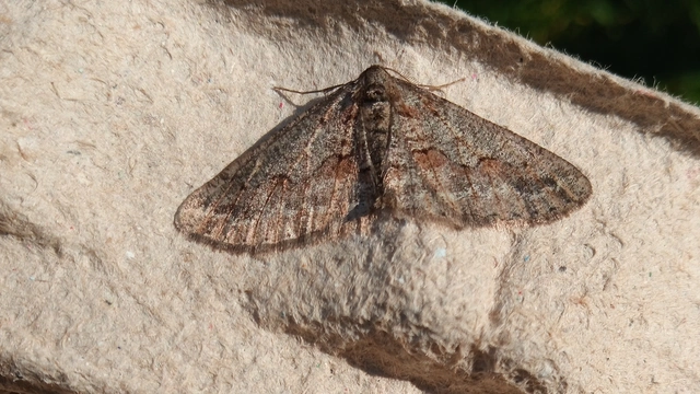 Agriopis bajaria - kökény-téliaraszoló