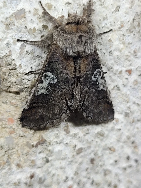 Diloba caeruleocephala - őszi kékesbagoly