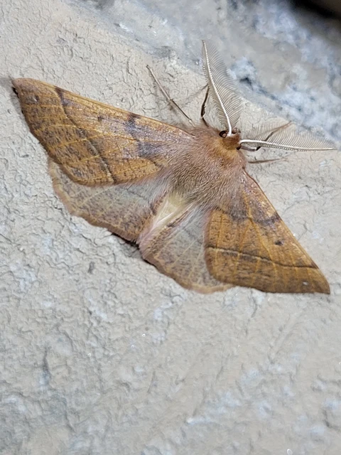 Colotois pennaria - tollascsápú araszoló