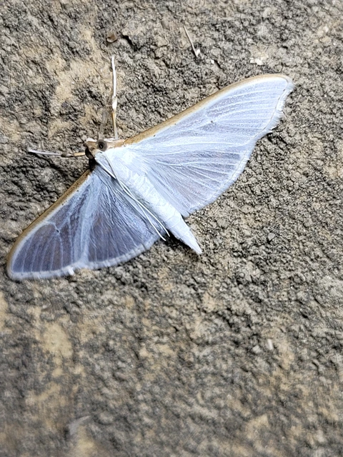 Palpita vitrealis - hófehér tűzmoly