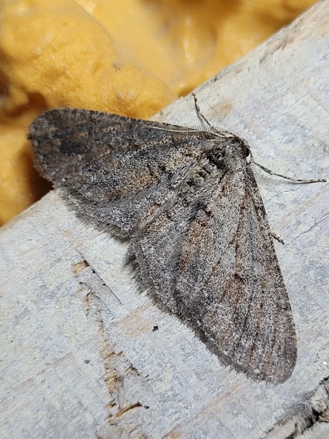 Agriopis bajaria - kökény-téliaraszoló