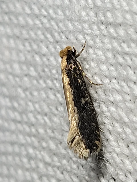 Tineidae - ruhamolyfélék