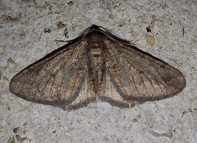 Agriopis bajaria - kökény-téliaraszoló