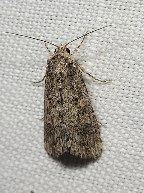 Spodoptera exigua - apró jegyesbagoly