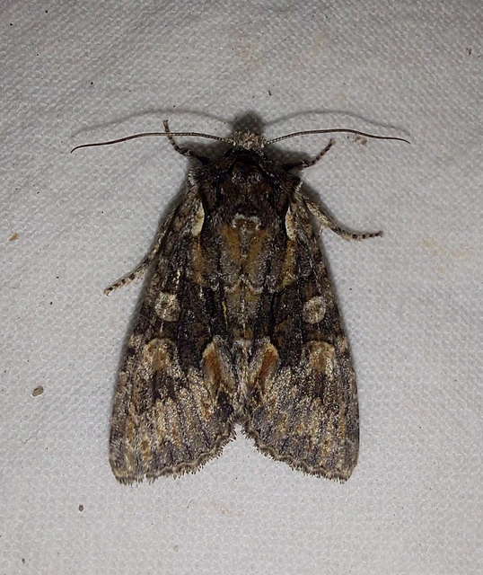 Dichonia convergens - őszi tölgybagoly