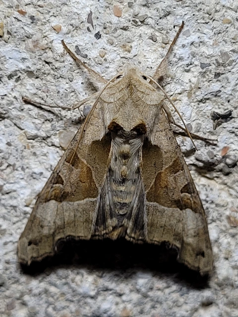 Phlogophora meticulosa - vándorló csipkésbagoly