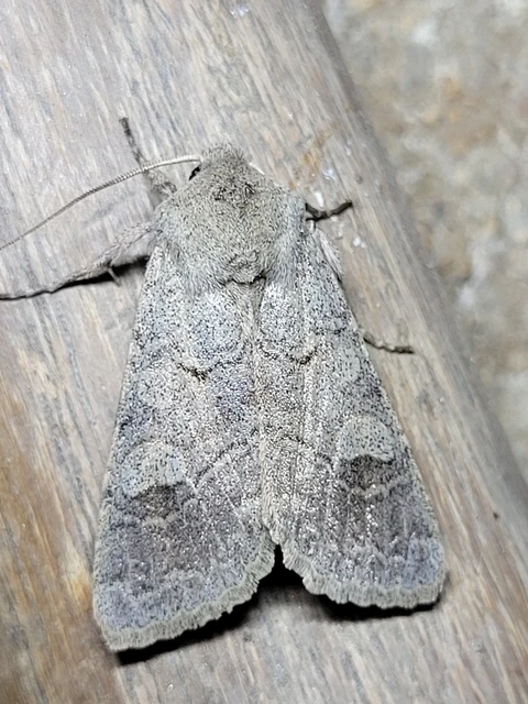 Ammoconia caecimacula - szürke őszibagoly