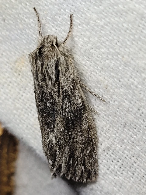 Asteroscopus sphinx - csillagnéző bundásbagoly