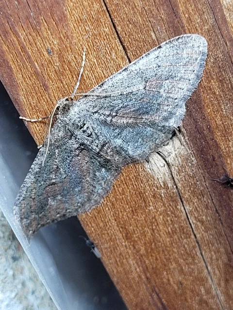 Agriopis bajaria - kökény-téliaraszoló