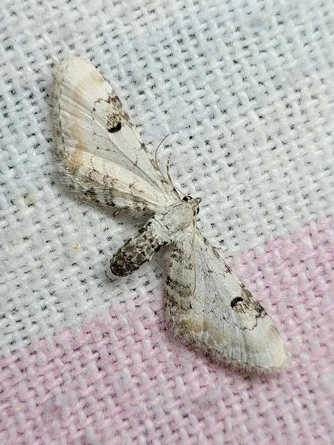 Eupithecia centaureata - búzavirág-törpearaszoló