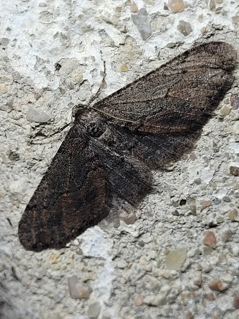 Agriopis bajaria - kökény-téliaraszoló