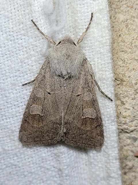 Ammoconia caecimacula - szürke őszibagoly