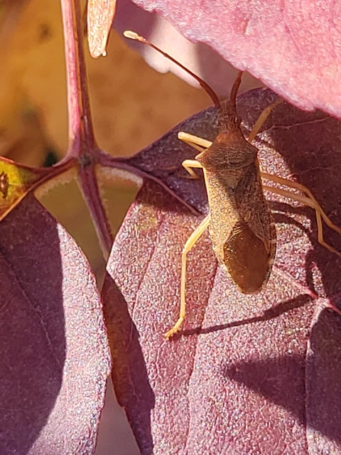 Gonocerus acuteangulatus - aranypetés karimáspoloska