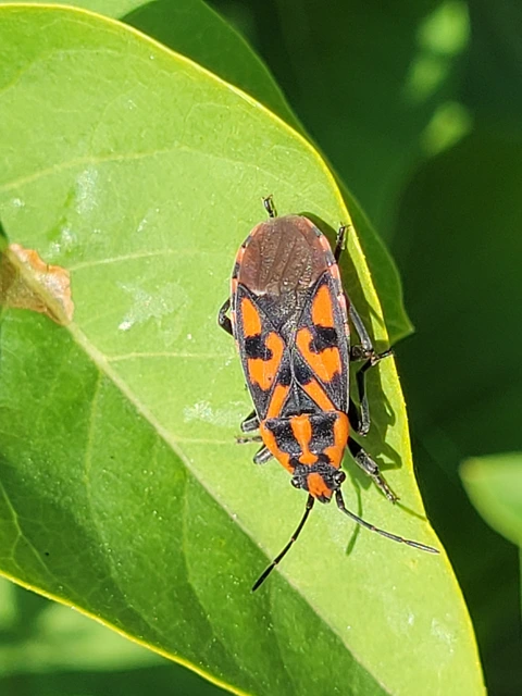 Spilostethus saxatilis - virágbodobács