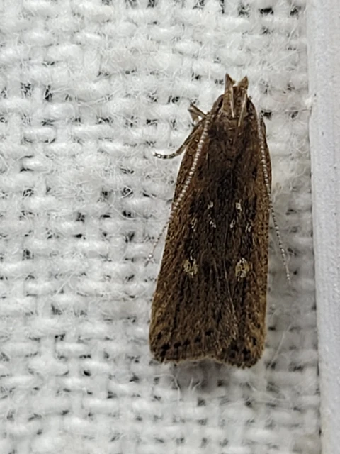 Helcystogramma