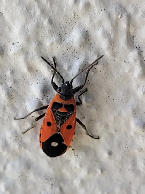 Melanocoryphus albomaculatus - nagy fehérfoltos-bodobács