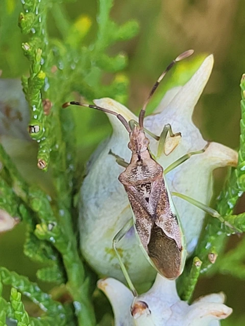 Gonocerus juniperi - boróka-karimáspoloska