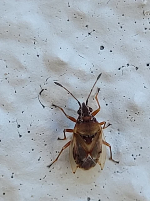 Kleidocerys resedae - nyírbodobács