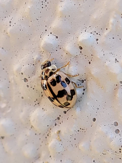 Oenopia conglobata - rózsás katica