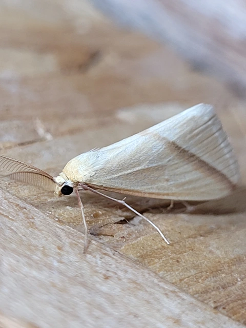 Rhodometra sacraria - rózsacsíkos araszoló