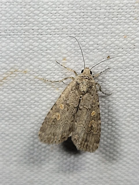 Spodoptera exigua - apró jegyesbagoly