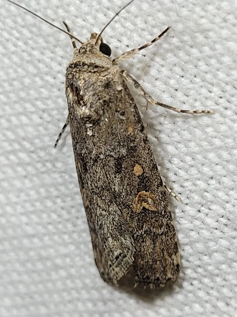 Spodoptera exigua - apró jegyesbagoly