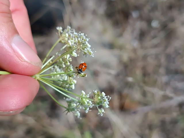 Hippodamia variegata - tizenhárompettyes katica