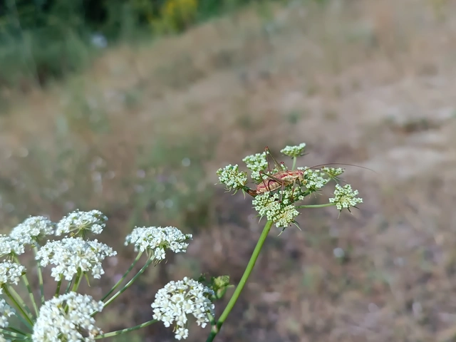 Leptophyes albovittata - közönséges virágszöcske
