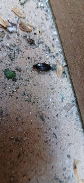 Calathus fuscipes - sokpontos tarfutó