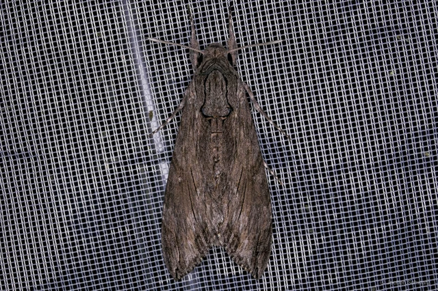 Agrius convolvuli - szulákszender