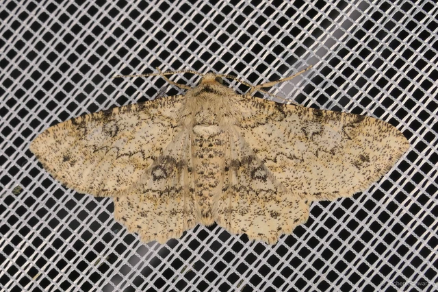 Ascotis selenaria - holdas faaraszoló