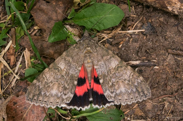 Catocala nupta - piros övesbagoly