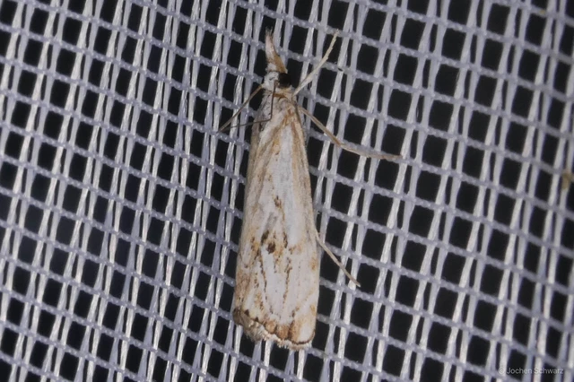Catoptria falsella - hálós fűgyökérmoly
